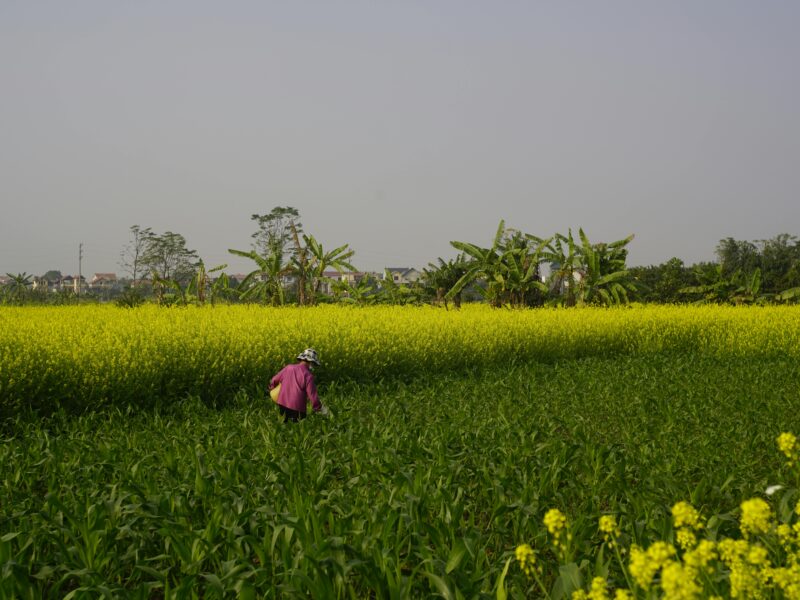 Farm Jobs in California with Visa Sponsorship